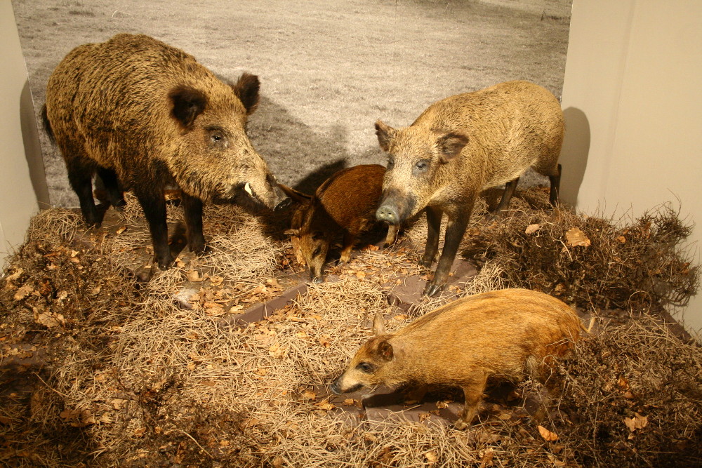 Banícke múzeum v Rožňave: Srdečne Vás pozývame do našej Expozície prírody Slovenského krasu a priľahlých oblastí🐻 🦊🌼