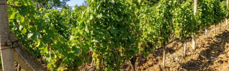 Vinárstvo Sentpétery – Turnianska vínna cesta