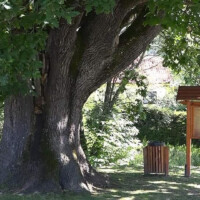 dub letný (lat. Quercus robur), ktorý sa stal stromom roka 2020, fotograf: , Örs Orosz (Gombaszögi Nyári Tábor) dub letný (lat. Quercus robur), ktorý sa stal stromom roka 2020, fotograf: , Örs Orosz (Gombaszögi Nyári Tábor)