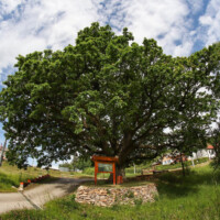 dub letný (lat. Quercus robur), ktorý sa stal stromom roka 2020, fotograf: , Örs Orosz (Gombaszögi Nyári Tábor) dub letný (lat. Quercus robur), ktorý sa stal stromom roka 2020, fotograf: , Örs Orosz (Gombaszögi Nyári Tábor)