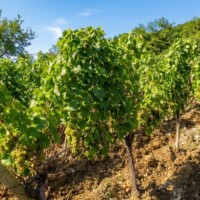 Vinárstvo Sentpétery – Turnianska vínna cesta Vinárstvo Sentpétery – Turnianska vínna cesta