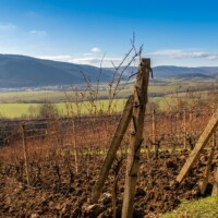 Vinárstvo Sentpétery – Turnianska vínna cesta Vinárstvo Sentpétery – Turnianska vínna cesta